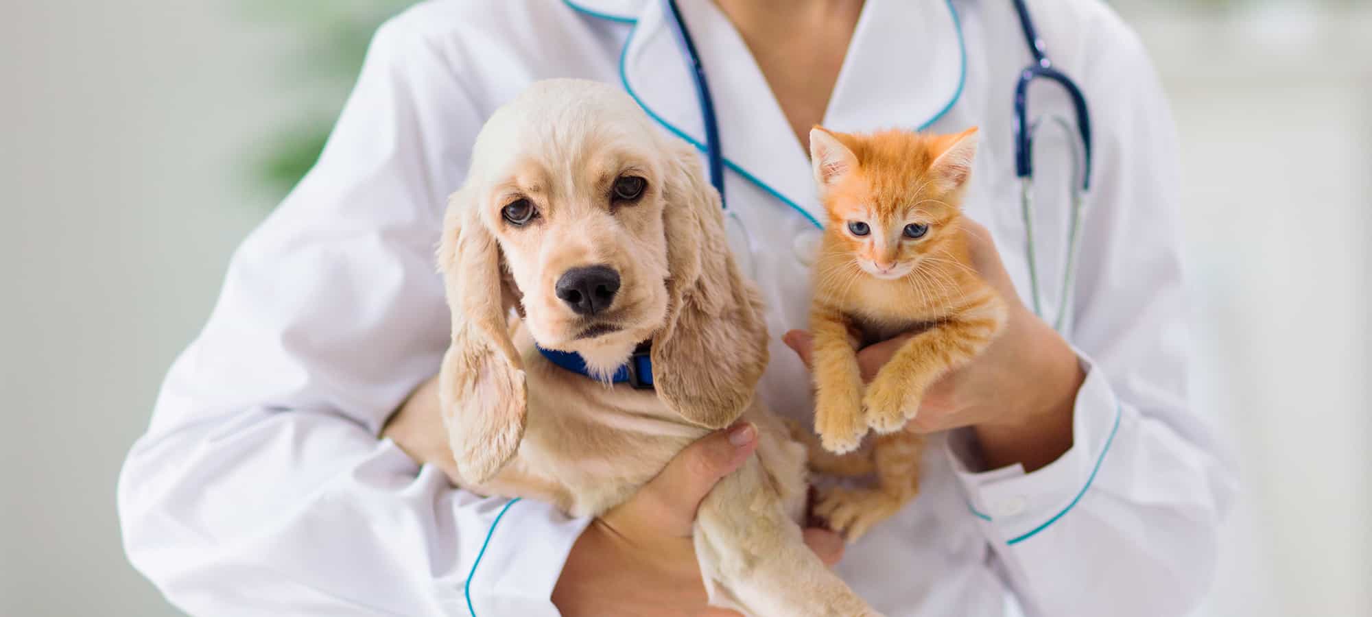 10 Important Things to Look for in a Veterinarian