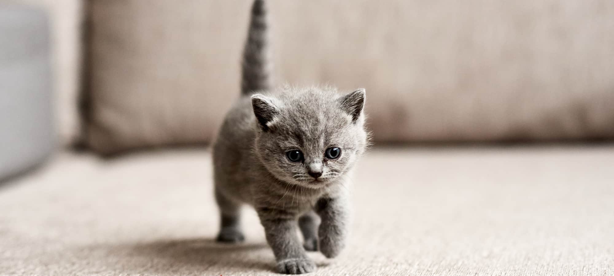 Top Tips for Taking Care of Your New Kitten