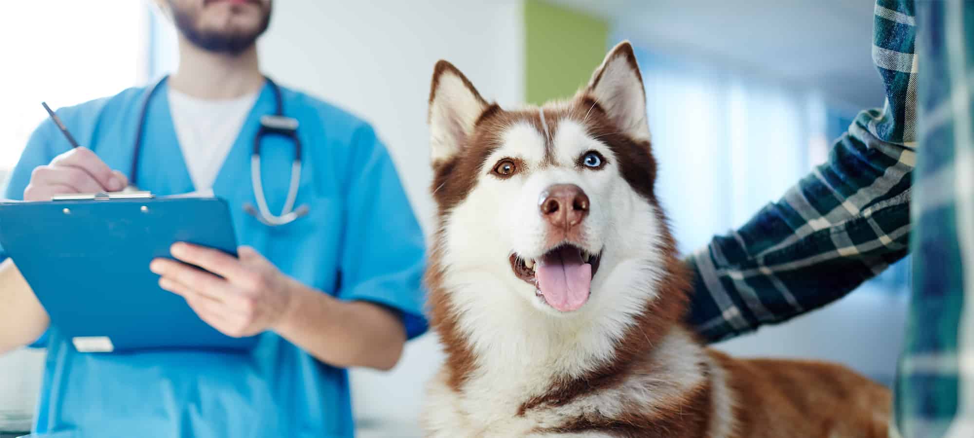 What Preventative Healthcare Involves for Dogs