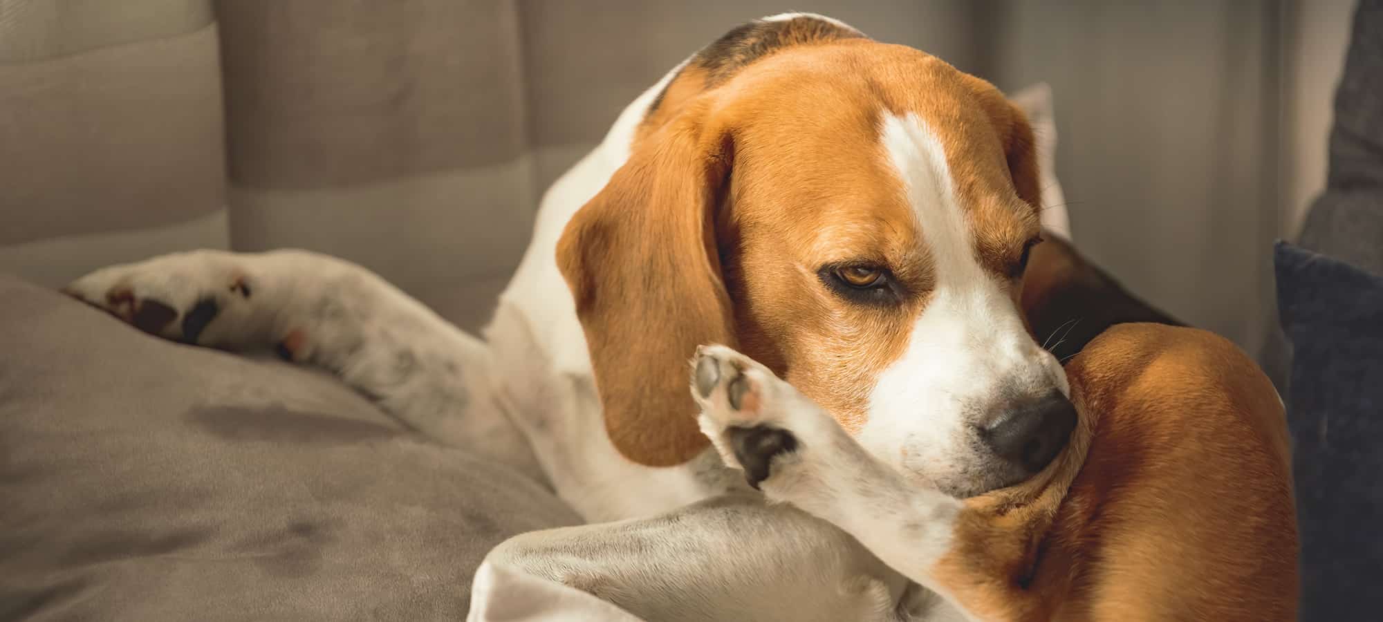 Treating Your Dog’s Itchy Skin