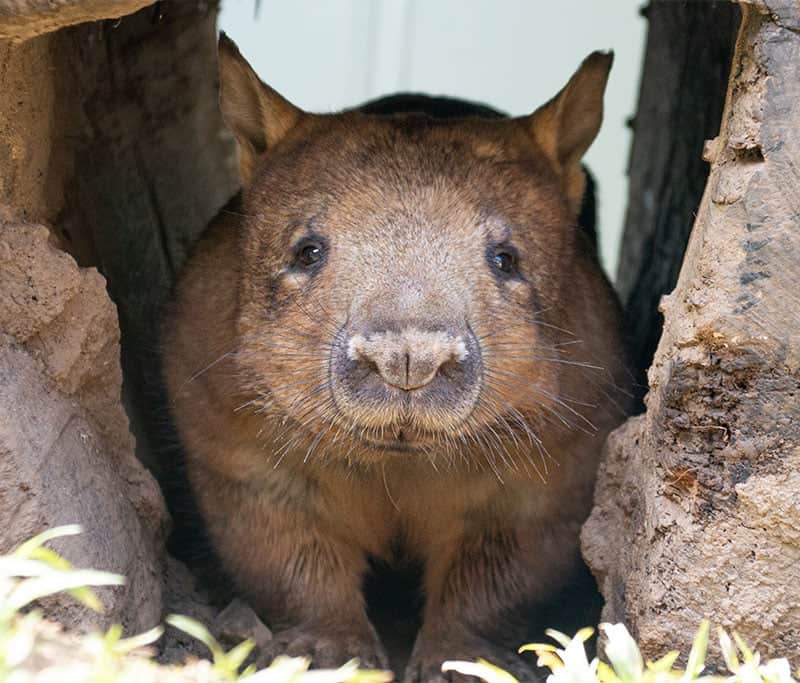 Professional photo of Wombat at Rainforestation Nature Park