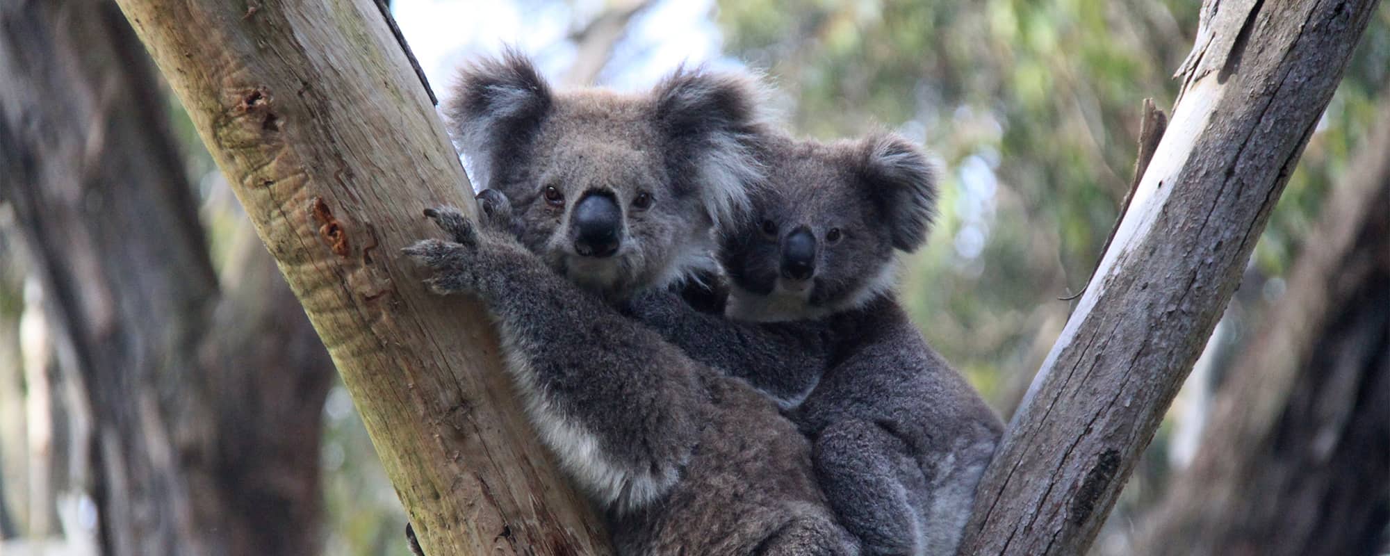 Help Name The New Koala Joey And Win