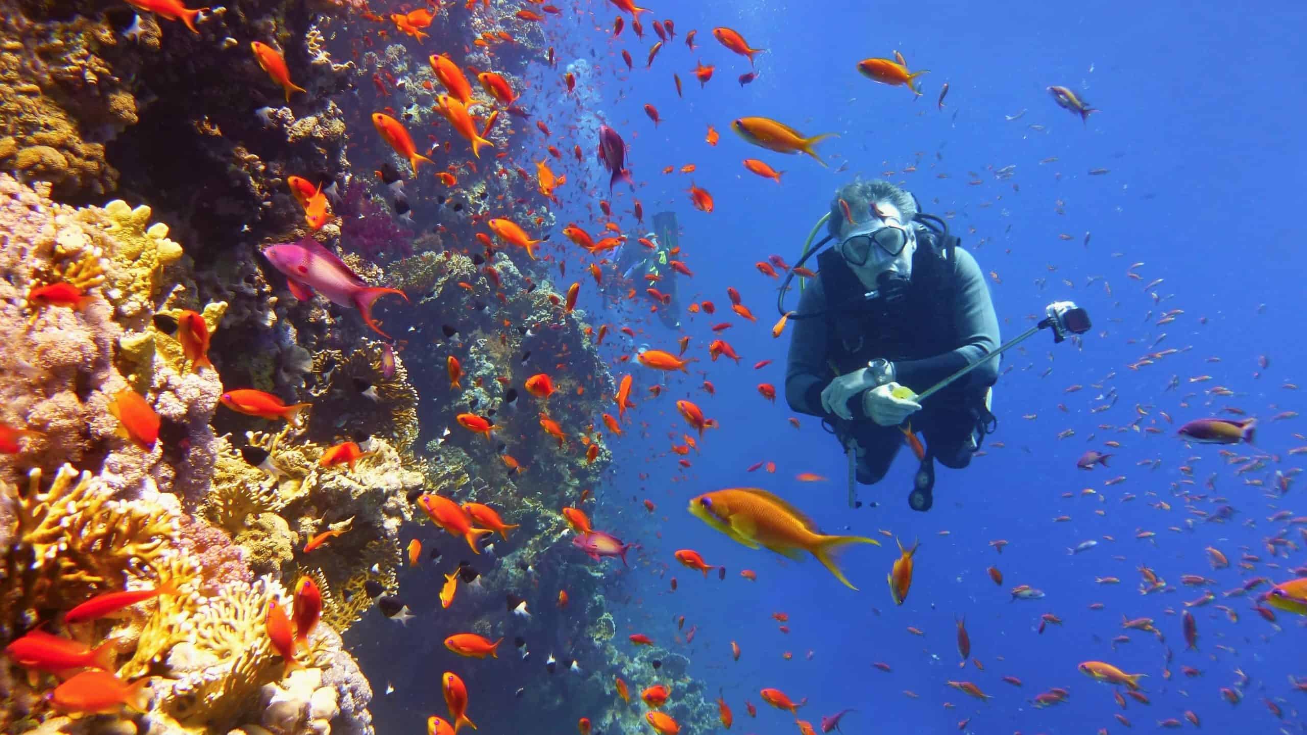 Scuba Diving with ProDive Cairns